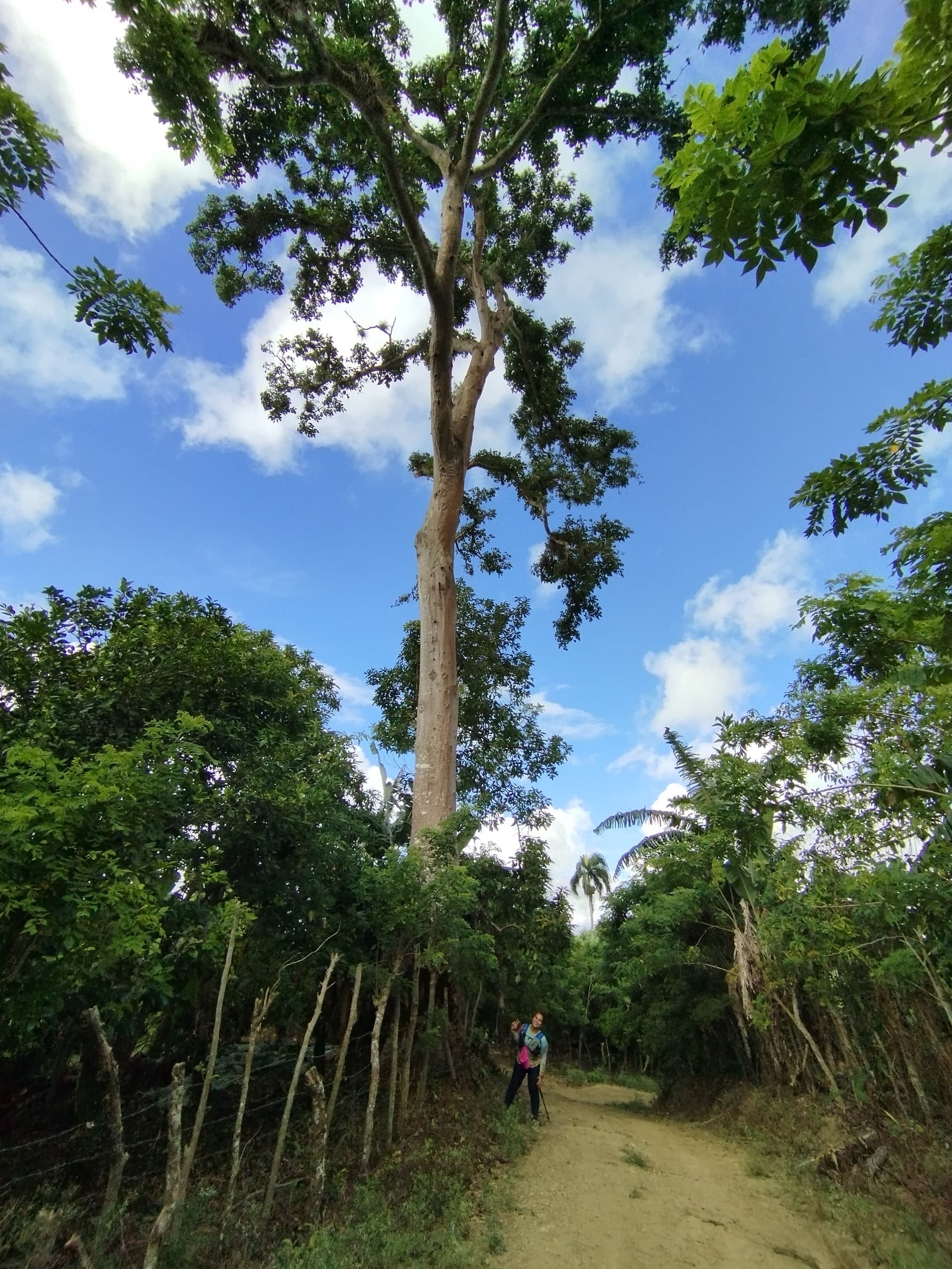 Boca de Licey - Carlos Diaz - Guazumal - Vista panorámica