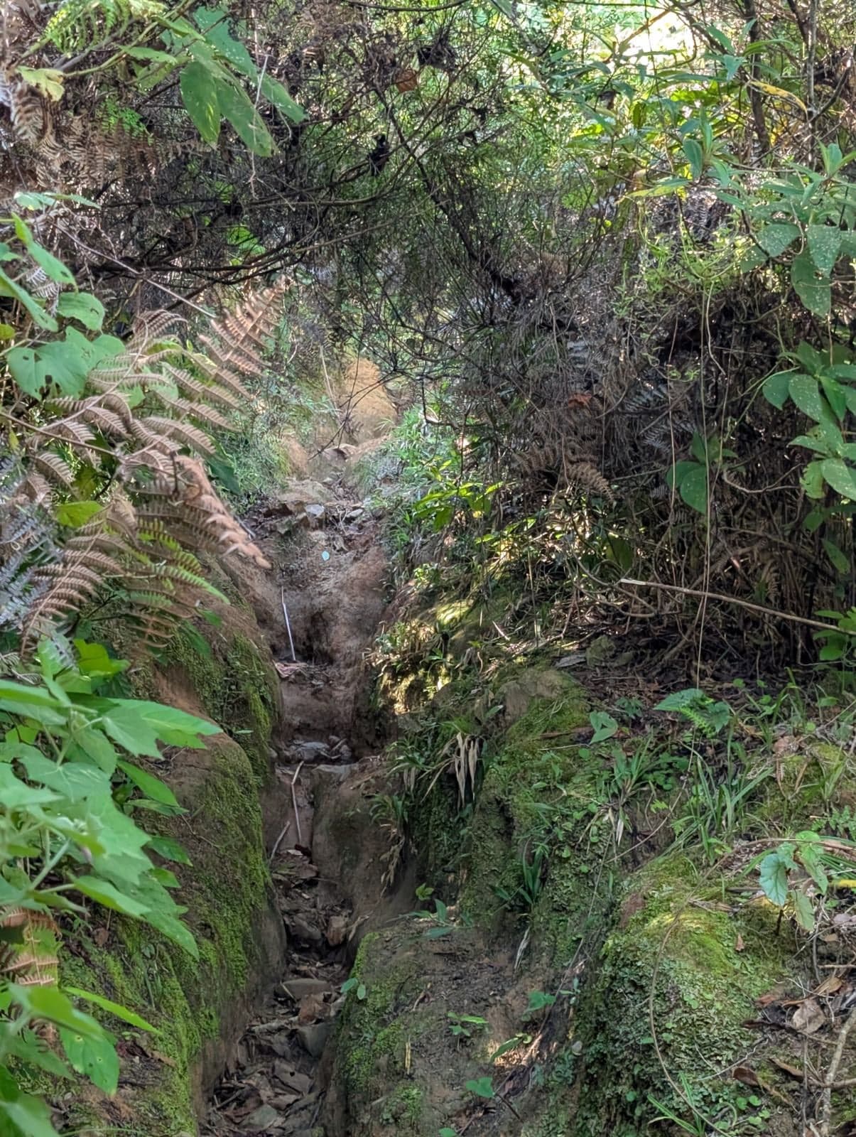 El Mogote — foto 5