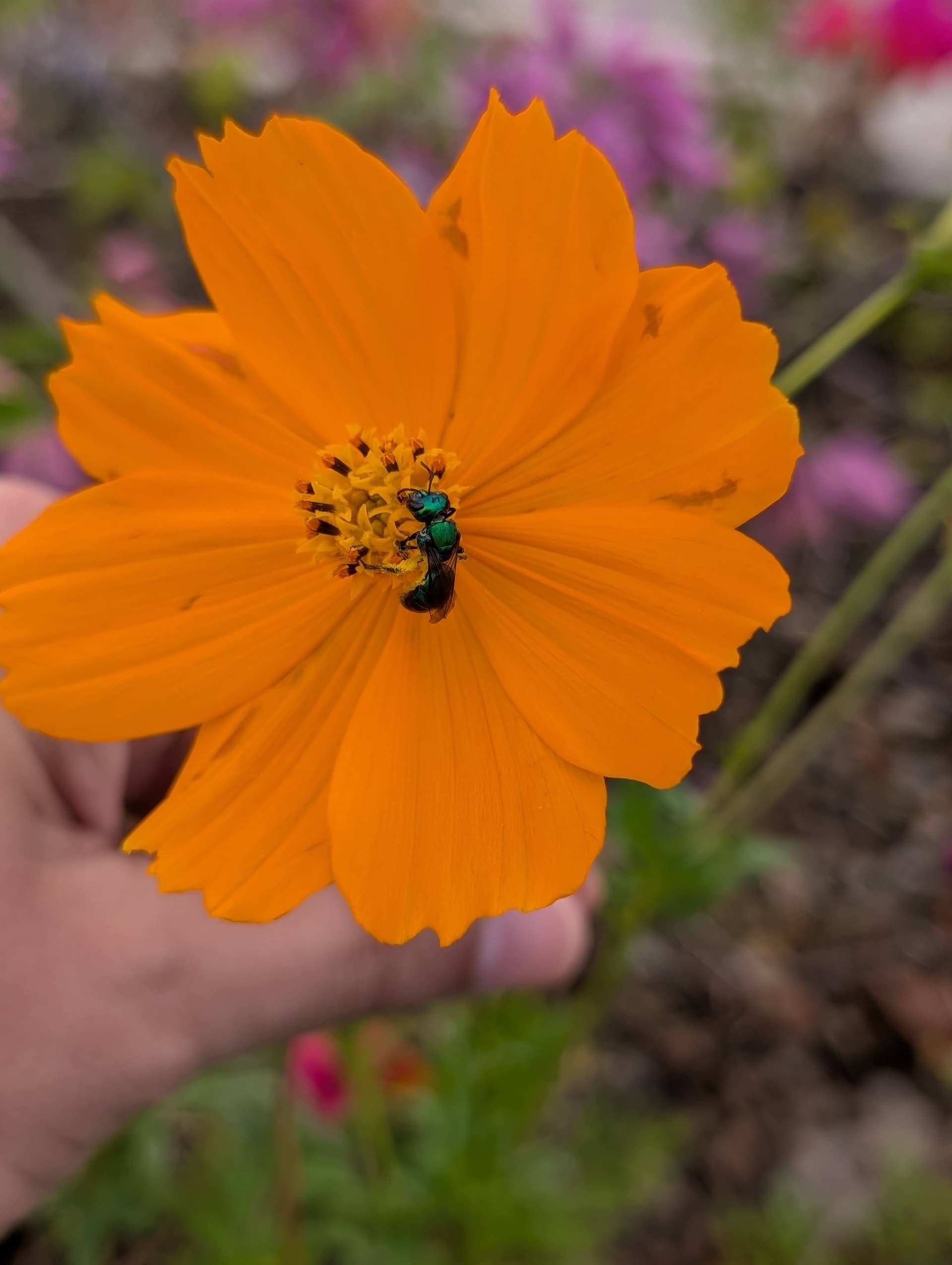 Ruta Jardin Botanico de Santiago — foto 4