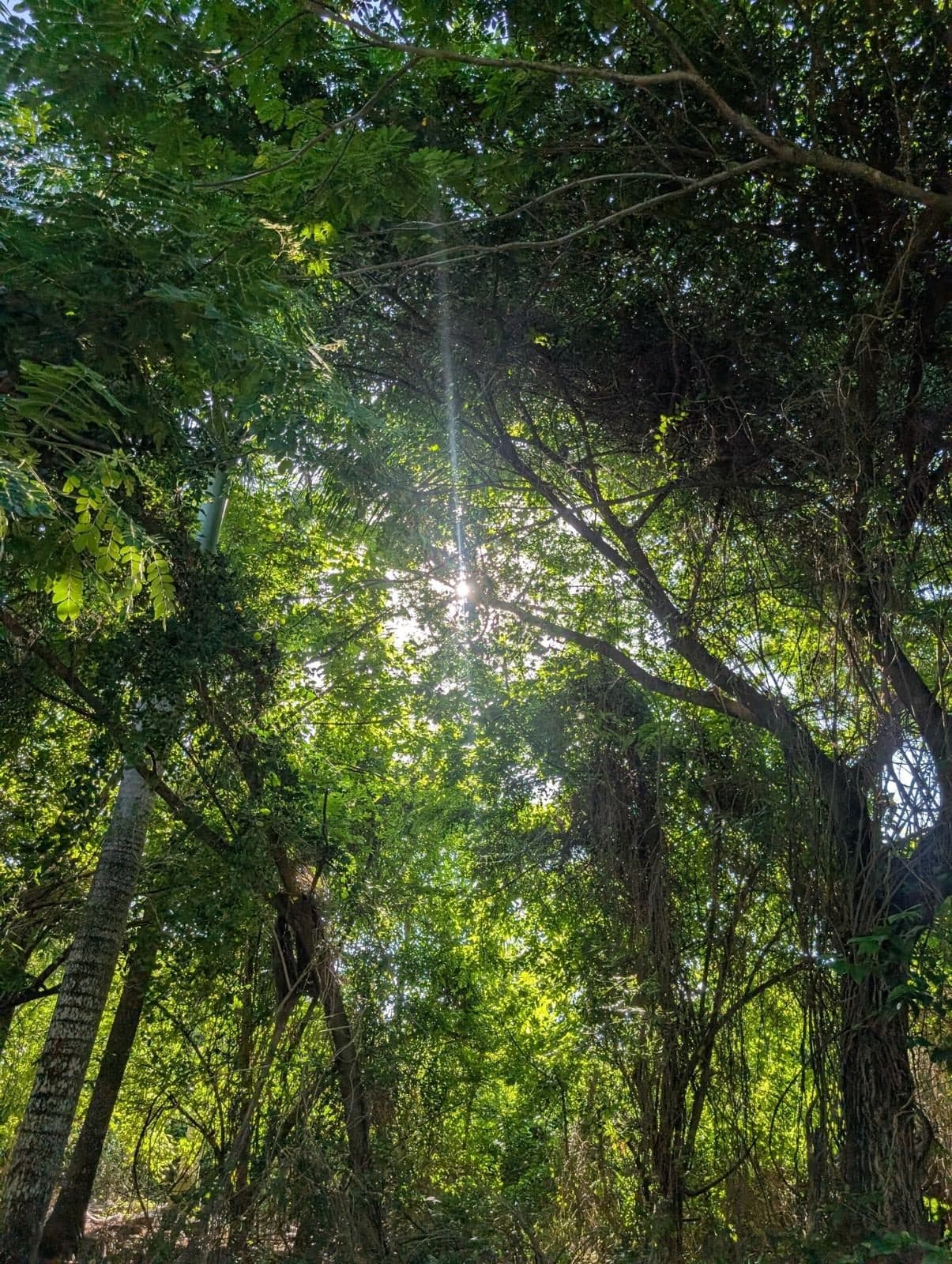 Ruta Jardin Botanico de Santiago — foto 5