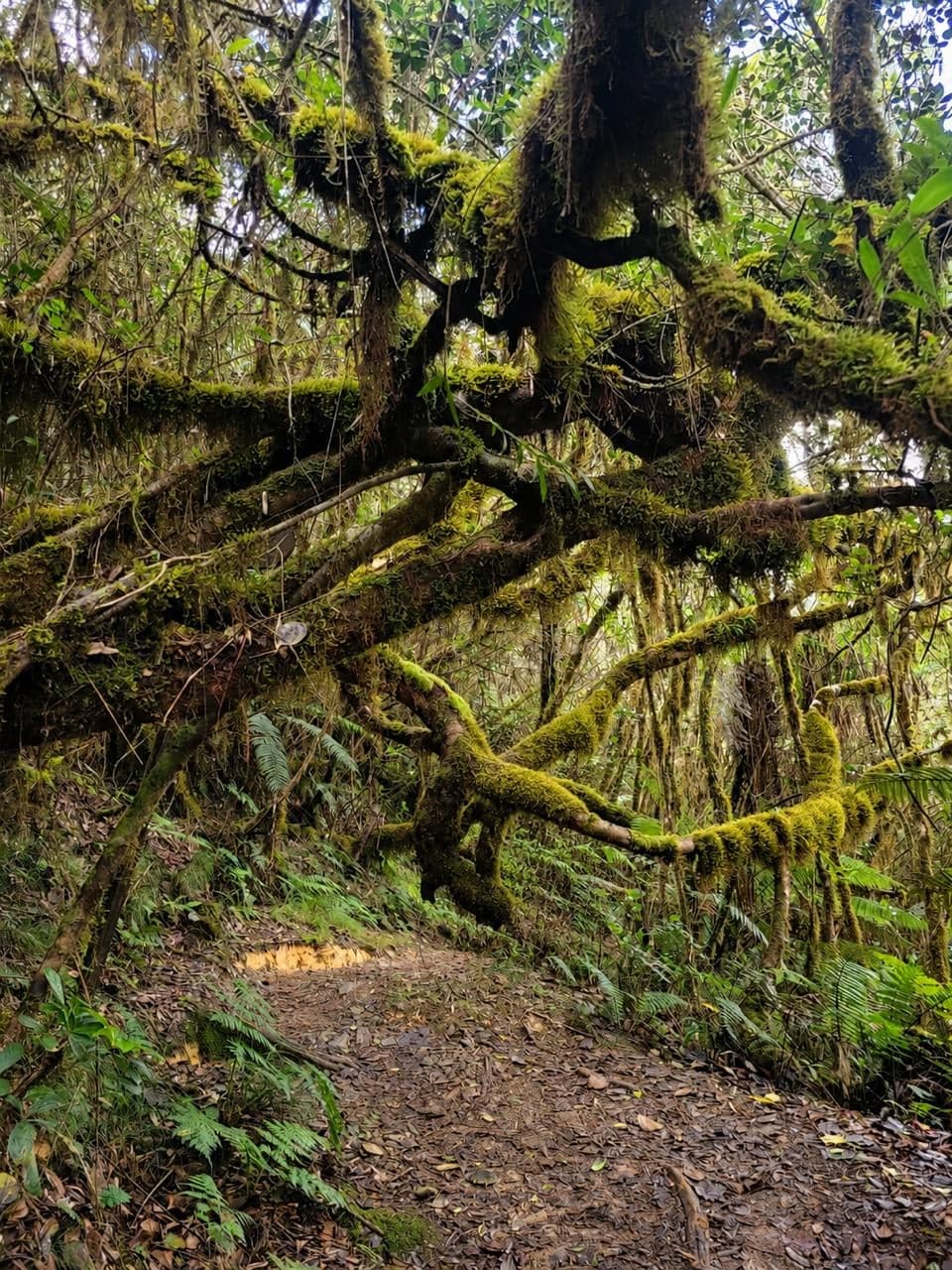 Sendero Baño de Nubes — foto 1