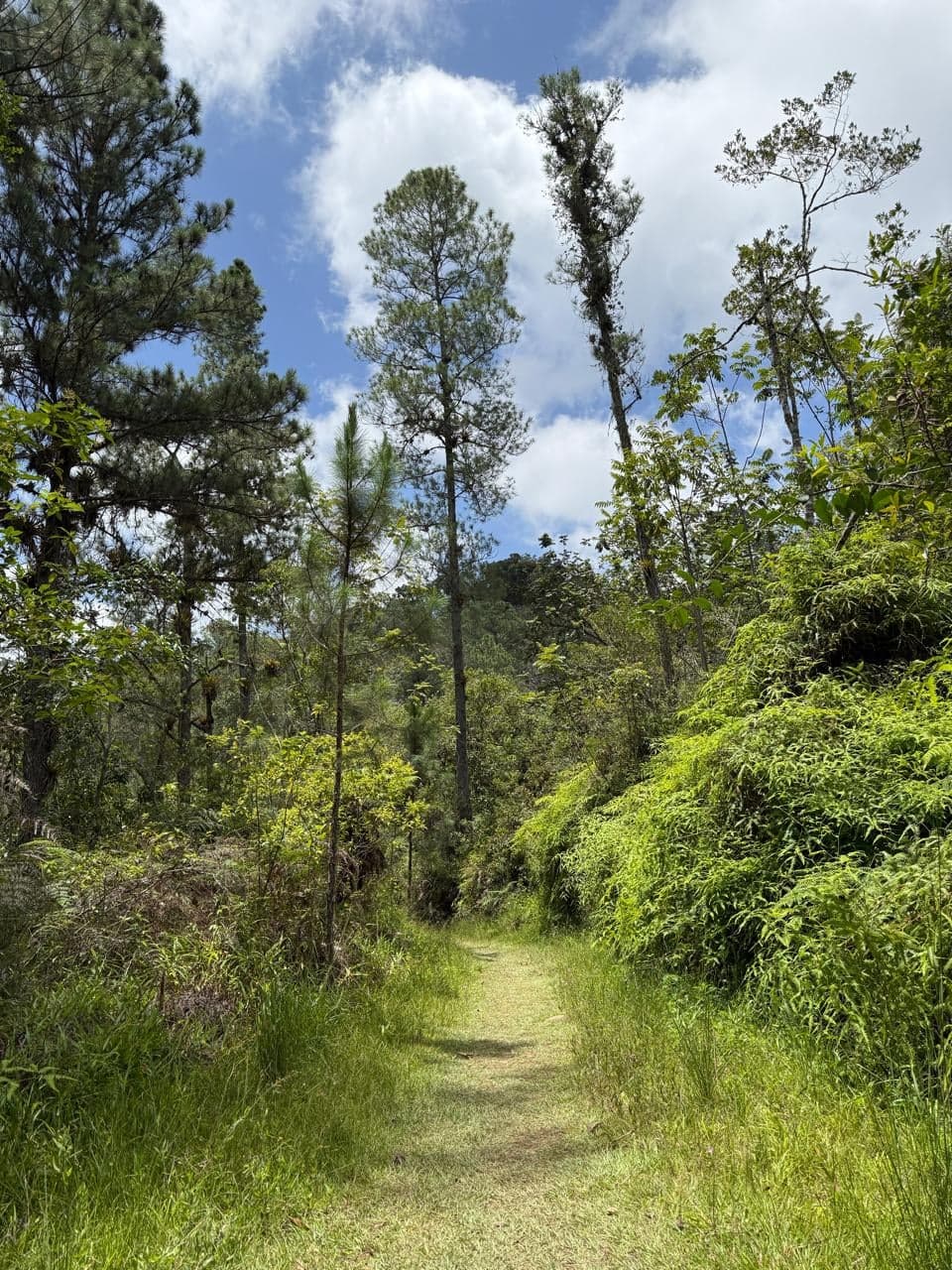 Sendero Baño de Nubes — foto 2