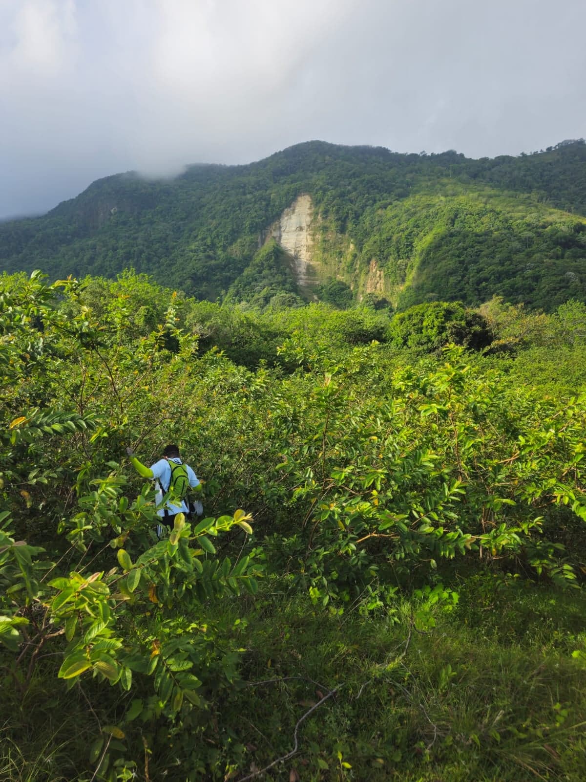 Sendero Las Guayabas — foto 10