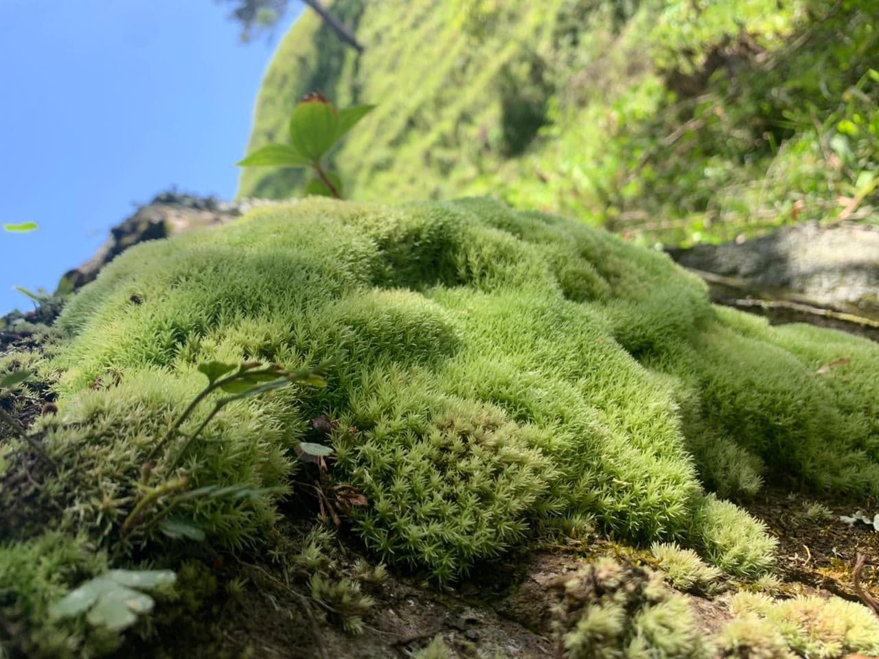 Sendero Los Montazos Guanajuma — foto 4